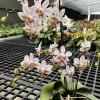 Phalaenopsis (stuartiana x minus) 'Yaphon'