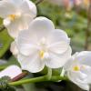 Phalaenopsis Yaphon Princess Snow (Rainbow Falconer x javanica 'alba')
