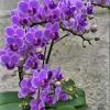 Phalaenopsis Sogo Viven 'Blue'