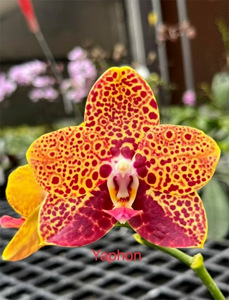 Phalaenopsis Chienlung Black Parrot 'Yaphon'