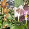 Phalaenopsis Lucien Mugato x Mituo Zebra