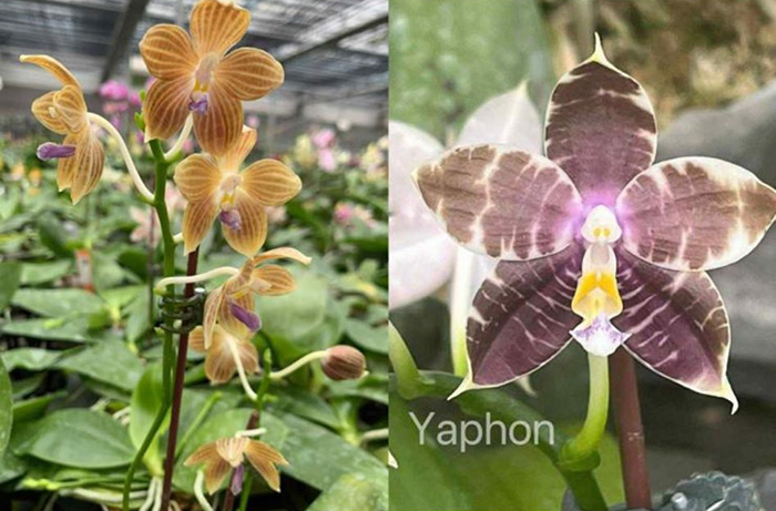 Phalaenopsis Lucien Mugato x Mituo Zebra