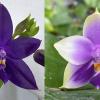 Phalaenopsis (KS Samera-KS Blue Luedde) x Samera blue