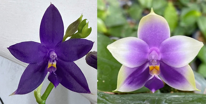 Phalaenopsis (KS Samera-KS Blue Luedde) x Samera blue