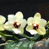 Phalaenopsis Yaphon Lobispis x Lioulin Goldfinch
