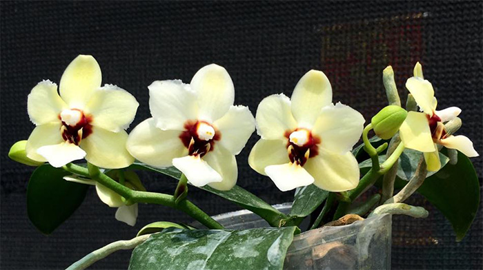 Phalaenopsis Yaphon Lobispis x Lioulin Goldfinch