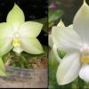 Phalaenopsis bellina var alba 'Clarity' x bellina var alba 'Winter Traveler'
