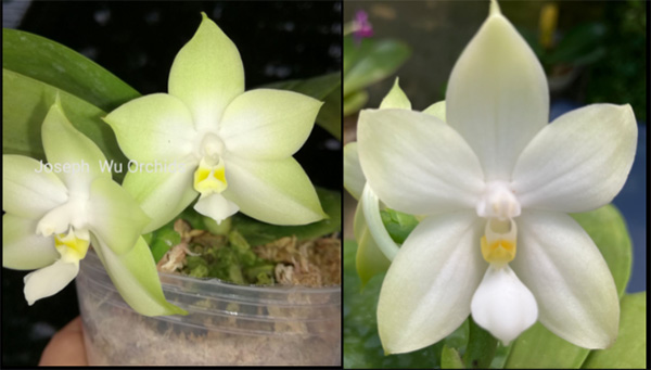 Phalaenopsis bellina var alba 'Clarity' x bellina var alba 'Winter Traveler'