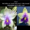 Phalaenopsis bellina 'Blue Ivory' x 'Blue Serenade'