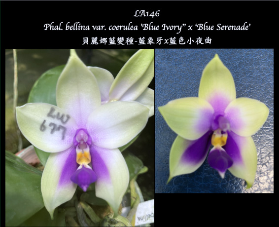 Phalaenopsis bellina 'Blue Ivory' x 'Blue Serenade'