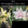 Phalaenopsis hieroglyphica flava x 'Glory'