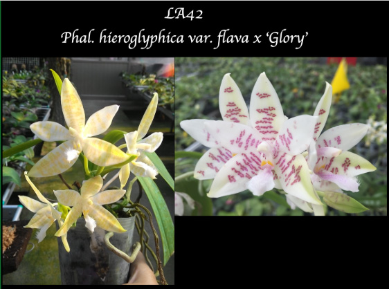 Phalaenopsis hieroglyphica flava x 'Glory'