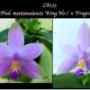 Phalaenopsis mentawaiensis 'King No1' x 'Fragrance'