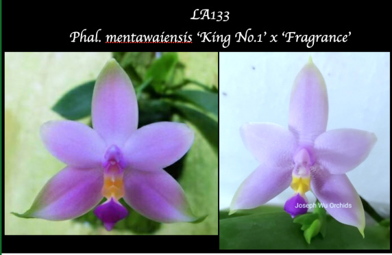 Phalaenopsis mentawaiensis 'King No1' x 'Fragrance'