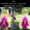 Phalaenopsis bellina 'LD404 No1' x 'LD404 No3'