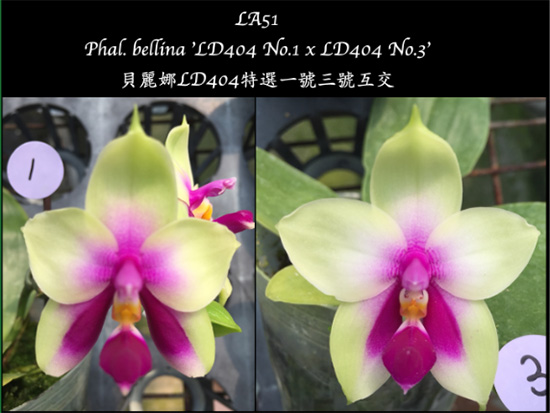 Phalaenopsis bellina 'LD404 No1' x 'LD404 No3'