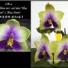 Phalaenopsis bellina 'Blue Pearl' x 'Blue Moon'
