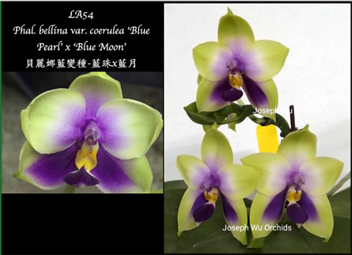 Phalaenopsis bellina 'Blue Pearl' x 'Blue Moon'