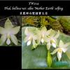 Phalaenopsis bellina var alba 'Mother Earth' x self