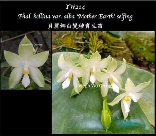 Phalaenopsis bellina var alba 'Mother Earth' x self