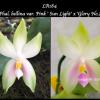 Phalaenopsis bellina var Pink 'Sun Light' x 'Glory No 3'