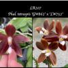 Phalaenopsis tetraspis 'GW862' x 'Brown-Gold'
