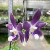 Phalaenopsis tetraspis 'Luxurious Blue' stem prop