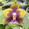 Phalaenopsis LD Emerald Dragon x Mituo Blue Bear 'Mituo#1'