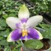 Phalaenopsis violacea blue 'C-1'