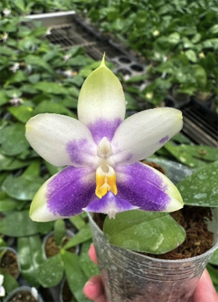 Phalaenopsis violacea blue 'C-1'