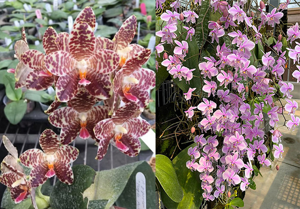 Phalaenopsis Yuan Shan Girl x schilleriana