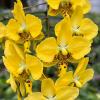 Phalaenopsis stuartiana yellow x stuartiana nobilis