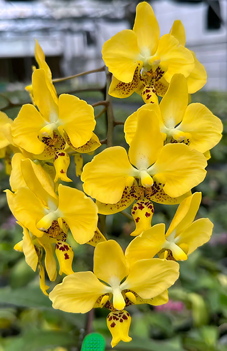 Phalaenopsis stuartiana yellow x stuartiana nobilis