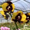 Phalaenopsis Haur Jhih Prince x (Yaphon Sir-KS Happy Eagle) 'Black spot'
