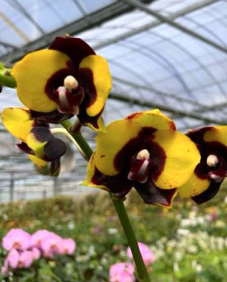 Phalaenopsis Haur Jhih Prince x (Yaphon Sir-KS Happy Eagle) 'Black spot'