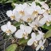 Phalaenopsis stuartiana x philippinensis