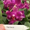 Phalaenopsis Sogo Relex 'ES'