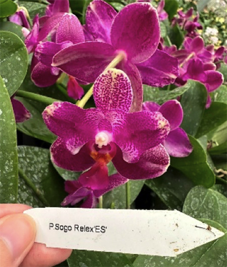 Phalaenopsis Sogo Relex 'ES'