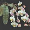 Phalaenopsis philippinensis x sib
