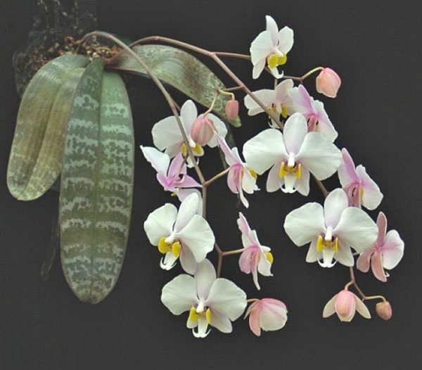 Phalaenopsis philippinensis x sib