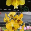 Phalaenopsis I-Hsin Samuel x stuartiana yellow