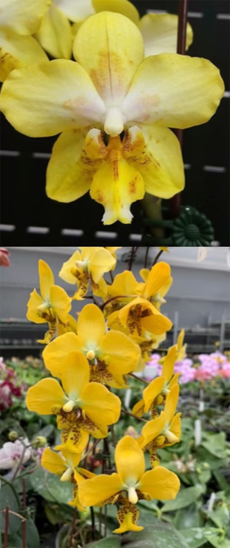 Phalaenopsis I-Hsin Samuel x stuartiana yellow