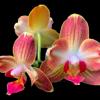 Phalaenopsis (Zuma Pixie-Sin Yuan Golden Beauty) 'ES'