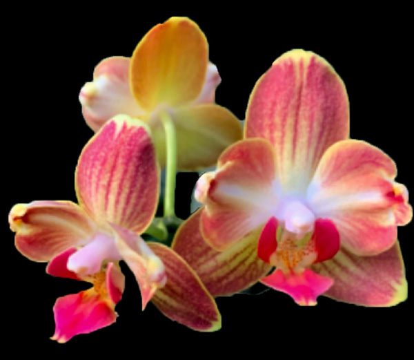Phalaenopsis (Zuma Pixie-Sin Yuan Golden Beauty) 'ES'