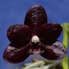 Phalaenopsis Natsume Berry
