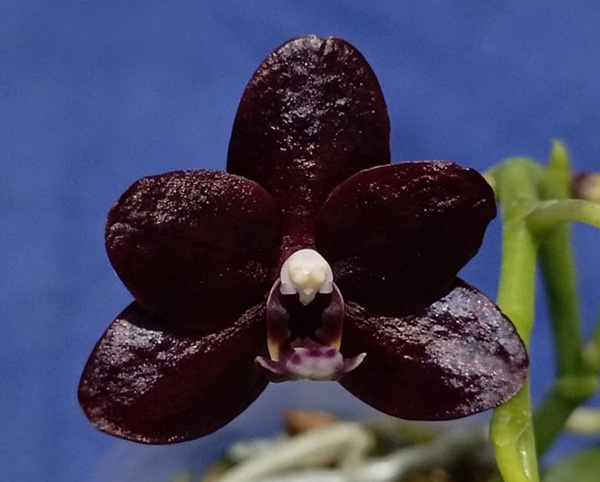Phalaenopsis Natsume Berry
