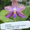 Phalaenopsis (KS Samera-KS Blue Luedde) x Yaphon Blue Jewel