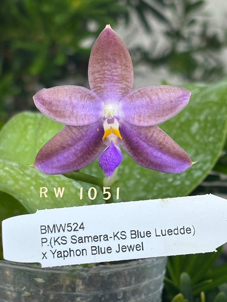 Phalaenopsis (KS Samera-KS Blue Luedde) x Yaphon Blue Jewel