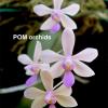 Phalaenopsis (wilsonii x lindenii)