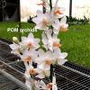 Phalaenopsis (pulcherrima x Hsinying Hall) 'YC'
